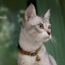 ช่างไม้ เมืองชล