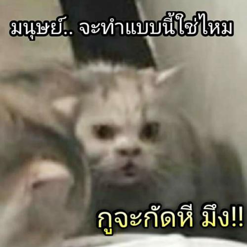 สมาชิกหมายเลข 5242937