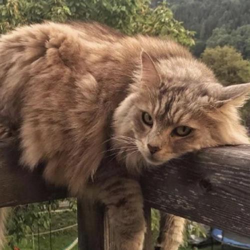 สมาชิกหมายเลข 6916438