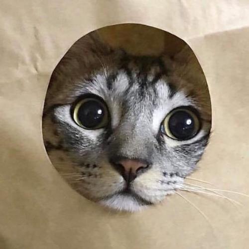 แมวอ้วนหม่ำซูชิ