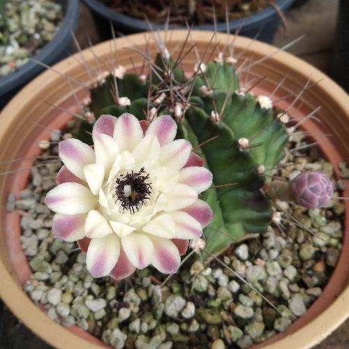 สมาชิกหมายเลข 4934168