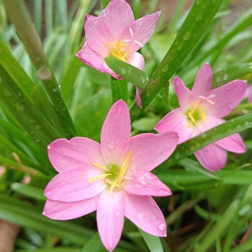 สมาชิกหมายเลข 5139156