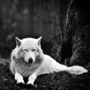 สมาชิกหมายเลข 3837002