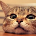 สมาชิกหมายเลข 4304113