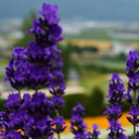 สมาชิกหมายเลข 5437374