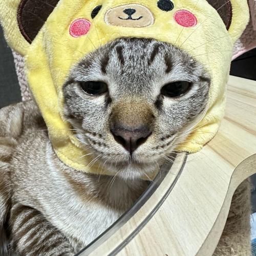 สมาชิกหมายเลข 3994378