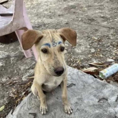 สมาชิกหมายเลข 4348626