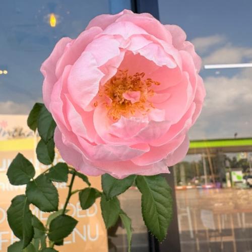 จำปาพร ศรีเชียงใหม่