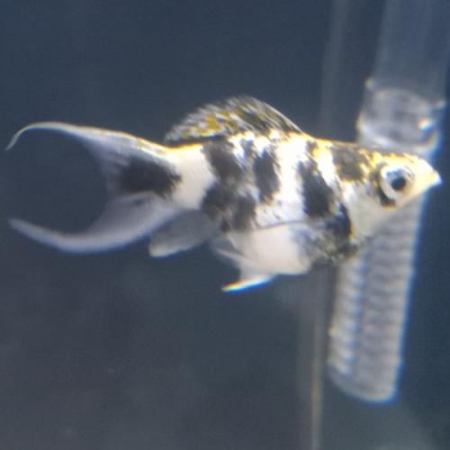 สมาชิกหมายเลข 9060734