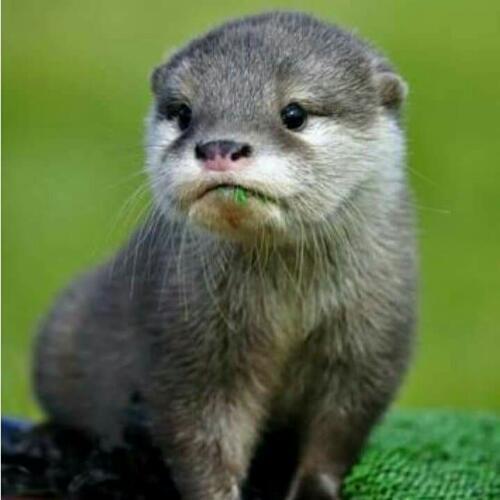 สมาชิกหมายเลข 4682239