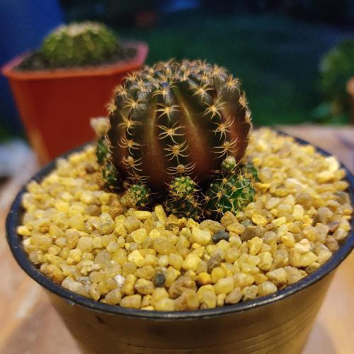 สมาชิกหมายเลข 5957831