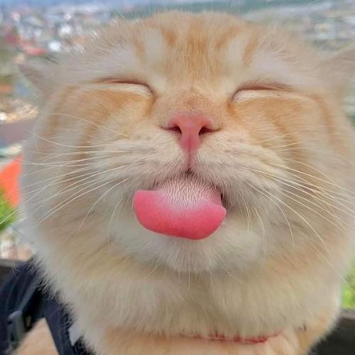 สมาชิกหมายเลข 7443475