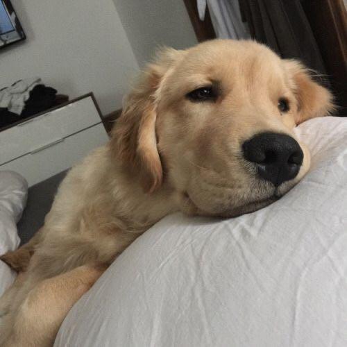 สมาชิกหมายเลข 9152239