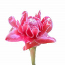 Darla ดาหลา