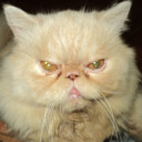 สมาชิกหมายเลข 5440059