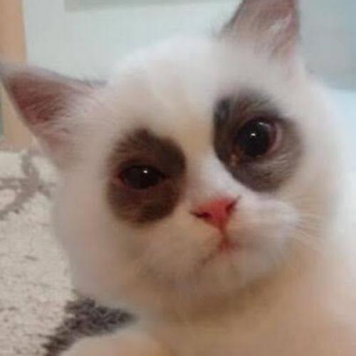 สมาชิกหมายเลข 5097920