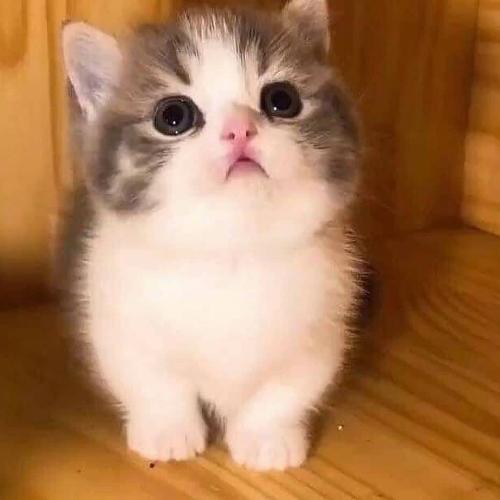 สมาชิกหมายเลข 7294450