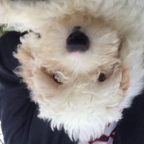 สมาชิกหมายเลข 4306338