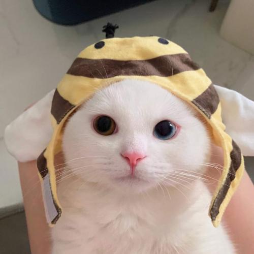 สมาชิกหมายเลข 4157860