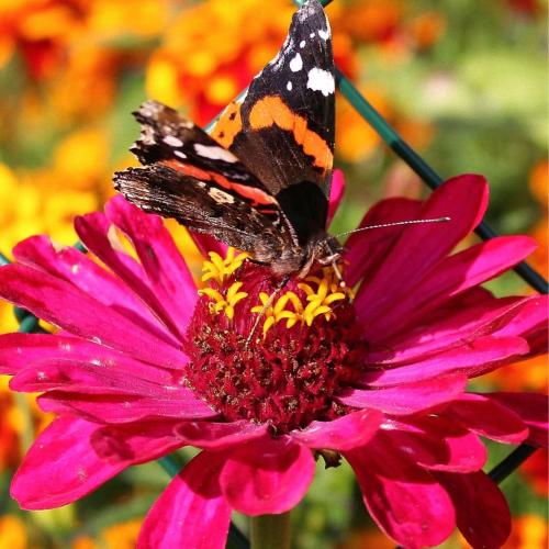 สมาชิกหมายเลข 3530681