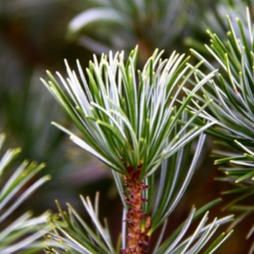 สมาชิกหมายเลข 3412801