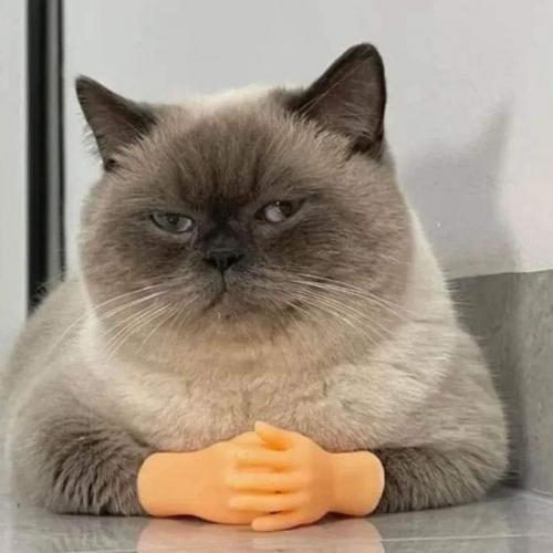 สมาชิกหมายเลข 3513363