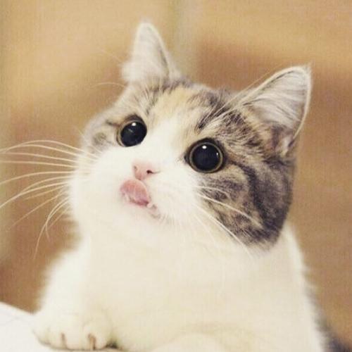 สมาชิกหมายเลข 7296349