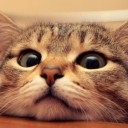 สมาชิกหมายเลข 2731239