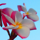 ข้างกอเตย