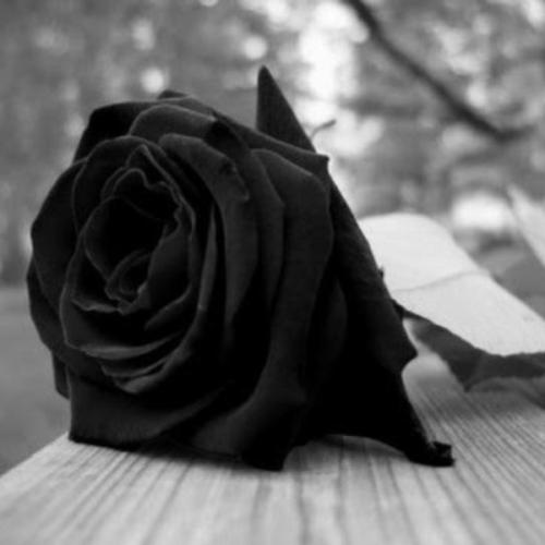 สมาชิกหมายเลข 5096779