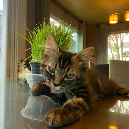 สมาชิกหมายเลข 4553556