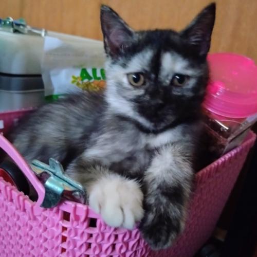 กาแฟอาจทำให้ง่วงนอน