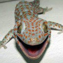 สมาชิกหมายเลข 2483983