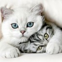 สมาชิกหมายเลข 3497959