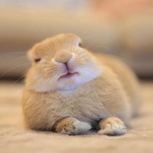 สมาชิกหมายเลข 3343262