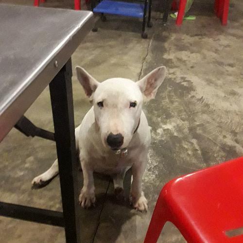 สมาชิกหมายเลข 4568190