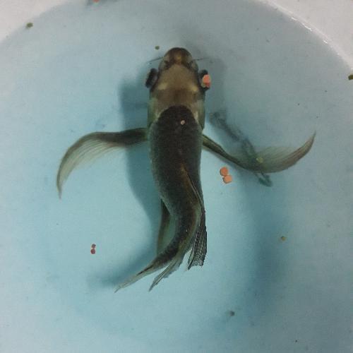 สมาชิกหมายเลข 4684124