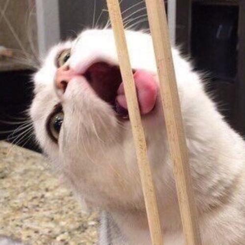 สมาชิกหมายเลข 5049301