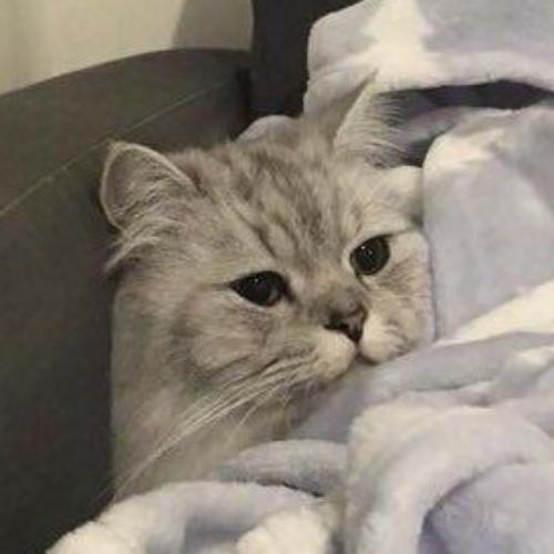 สมาชิกหมายเลข 5431656