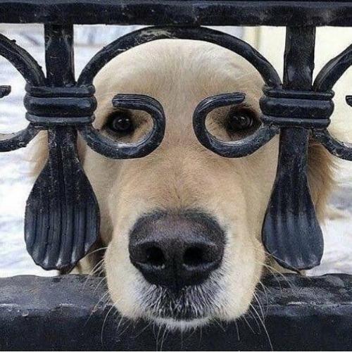 เก๋าราดพริก