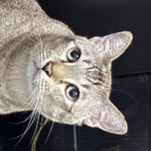 สมาชิกหมายเลข 4217564