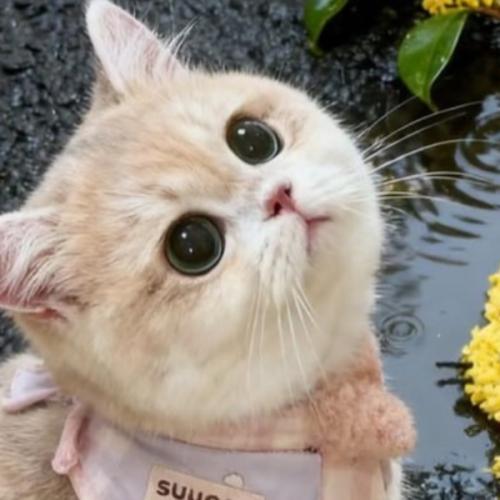 สมาชิกหมายเลข 9165775