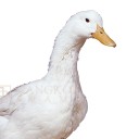 สมาชิกหมายเลข 3277912