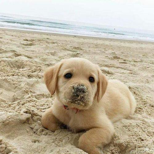 สมาชิกหมายเลข 4505452