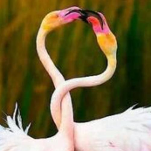 สมาชิกหมายเลข 6568074