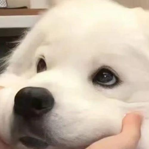 สมาชิกหมายเลข 6465183