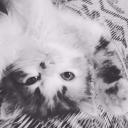 สมาชิกหมายเลข 4308732