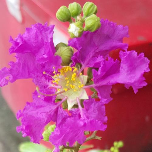 สมาชิกหมายเลข 5443412