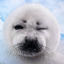 สมาชิกหมายเลข 4309420