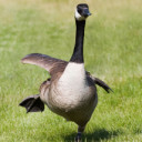 สมาชิกหมายเลข 4685427